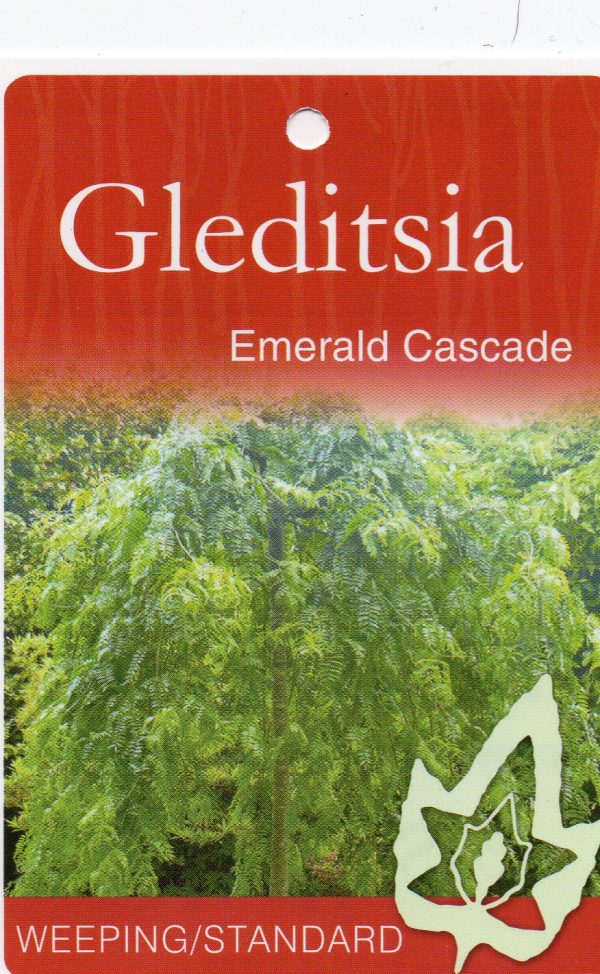 Gleditsia - Emerald Cascade - Image 2