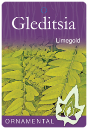Gleditsia - Limegold