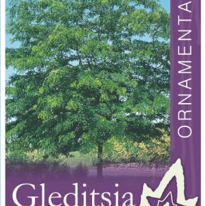 Gleditsia - Shademaster