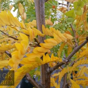 Gleditsia - Sunburst
