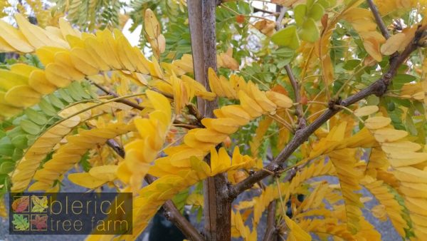 Gleditsia - Sunburst