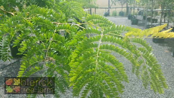 Gleditsia - Sunburst - Image 2