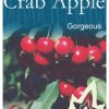 Malus x atrosanguinea 'Gorgeous' - Flowering Crab Apple