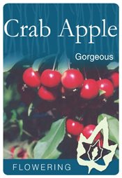 Malus x atrosanguinea 'Gorgeous' - Flowering Crab Apple