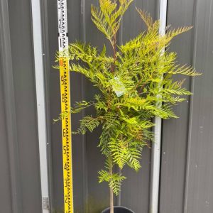 Grevillea robusta - Silky Oak