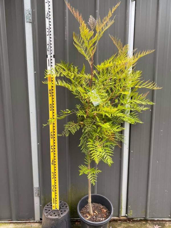 Grevillea robusta - Silky Oak