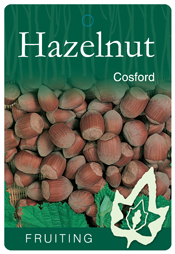 Hazelnut – Cosford
