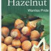 Hazelnut - Wanliss Pride