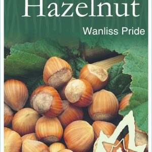 Hazelnut - Wanliss Pride
