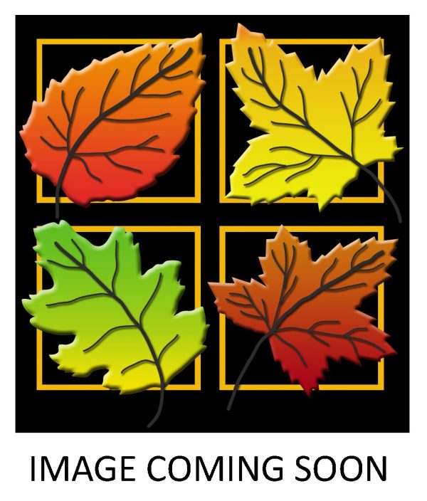Quercus palustris - Early Fall