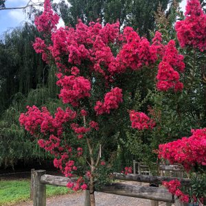 Flowering Tuscarora Crepe Myrtle with vibrant, prolific pink blooms at Blerick Tree Farm