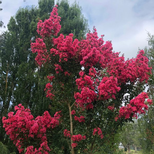 Lagerstroemia indica x faurei - Tuscarora Crepe Myrtle - Image 6