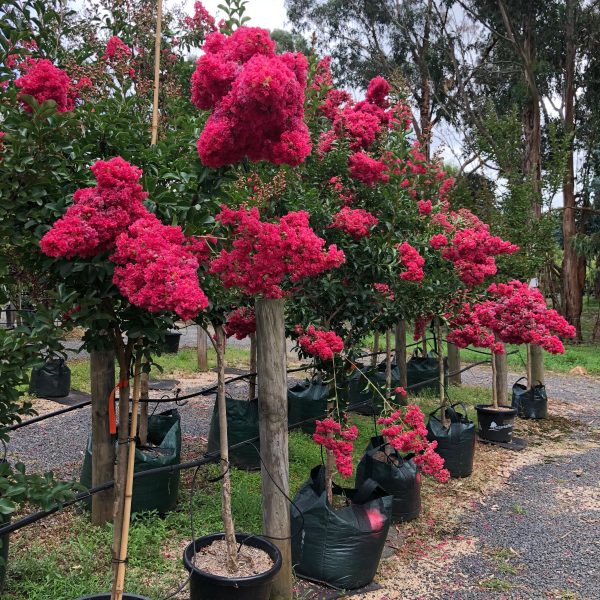 Lagerstroemia indica x faurei - Tuscarora Crepe Myrtle - Image 7