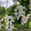 Robinia pseudoacacia tortuosa - Lace Lady