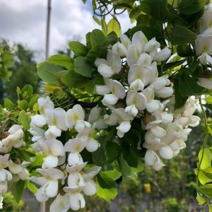 Robinia pseudoacacia tortuosa - Lace Lady