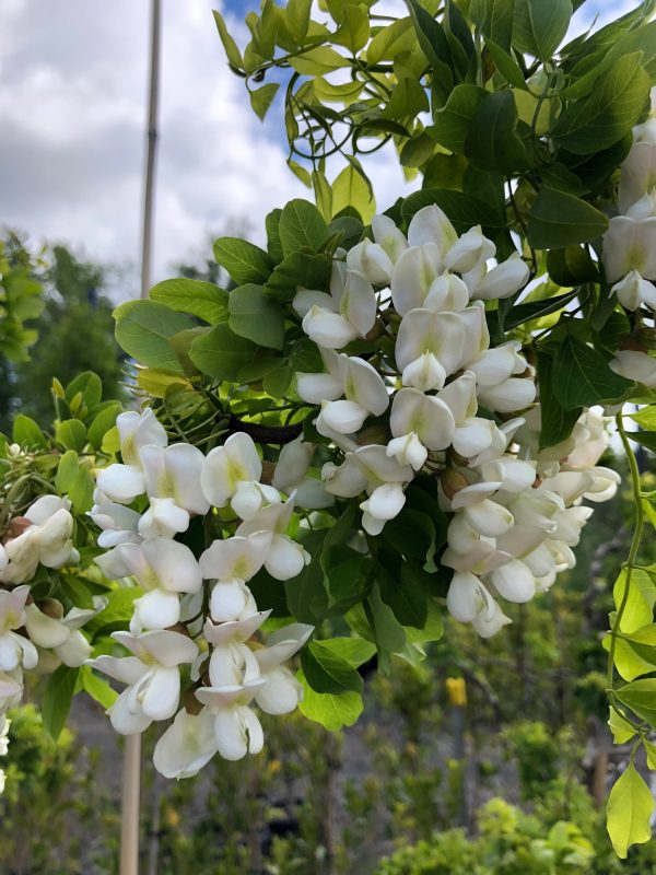 Robinia pseudoacacia tortuosa - Lace Lady