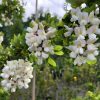 Robinia pseudoacacia tortuosa - Lace Lady - Image 4