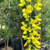 Laburnum x waterei Vossi - Golden Chain Tree - Image 4