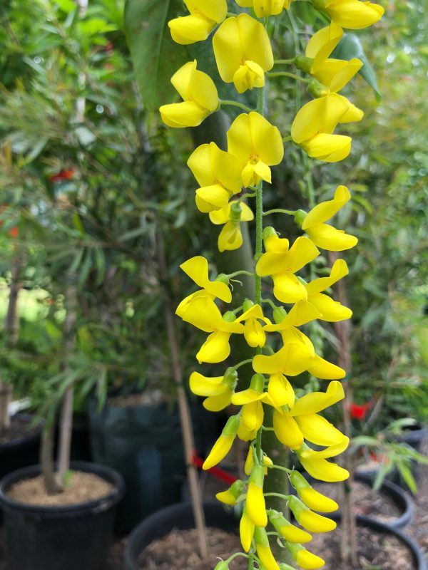 Laburnum x waterei Vossi - Golden Chain Tree - Image 4