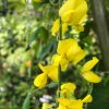 Laburnum x waterei Vossi - Golden Chain Tree