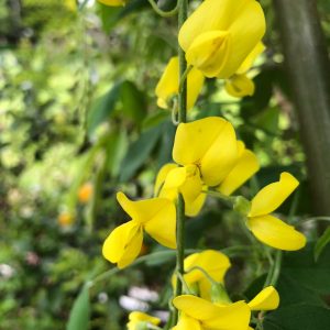 Laburnum x waterei Vossi - Golden Chain Tree
