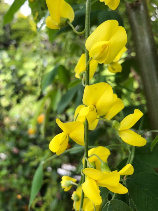 Laburnum x waterei Vossi - Golden Chain Tree