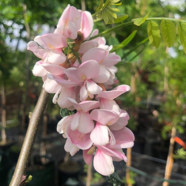 Robinia x ambigua 'Decaiseana' - Wisteria Tree