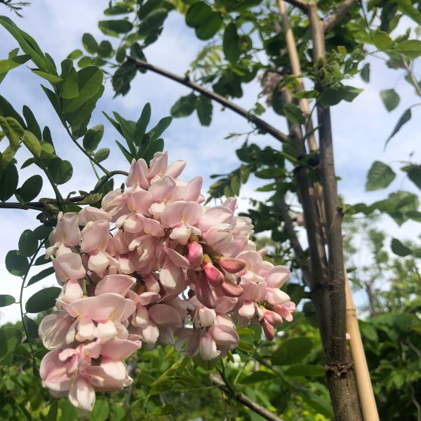 Robinia x ambigua 'Decaiseana' - Wisteria Tree - Image 2