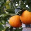 Blood Orange - Image 2