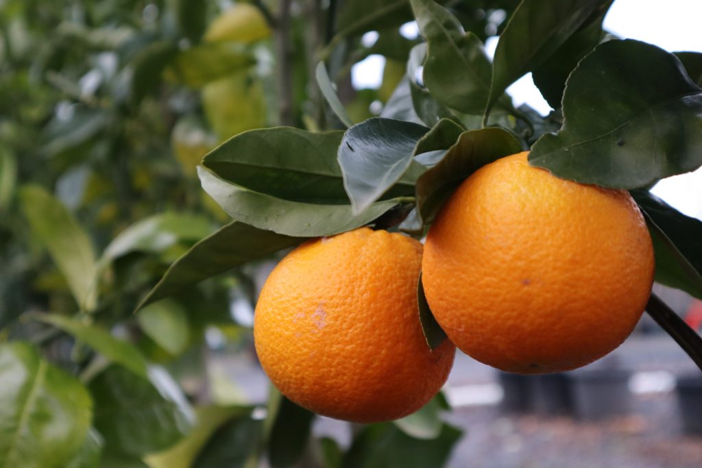 Blood Orange Blerick Tree Farm