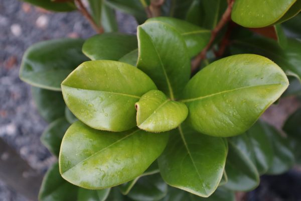 Magnolia grandiflora 'Teddy Bear' - Image 4