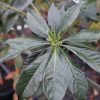 Hymenosporum flavum - Native Frangipani - Image 2