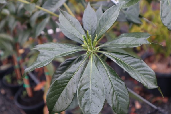 Hymenosporum flavum - Native Frangipani - Image 2