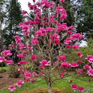 Magnolia - Felix