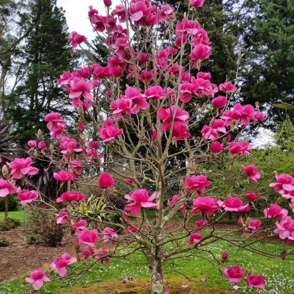 Magnolia - Felix