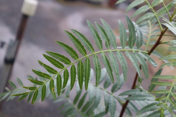 Schinus molle - Peruvian Peppercorn Tree - Image 3