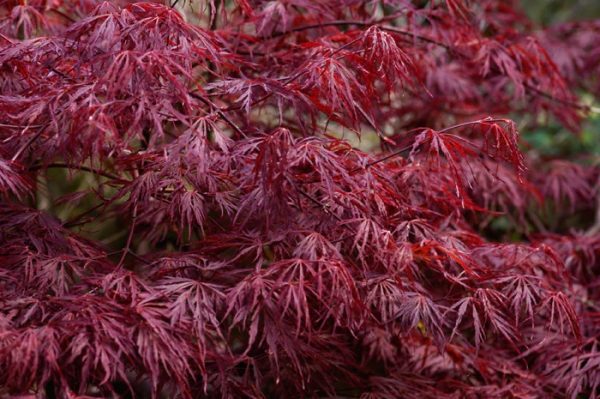 Acer palmatum dissectum atropurpureum - Red/Purple Weeping Japanese Maple - Image 2