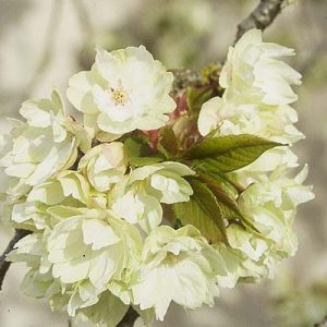 Prunus (Cherry) serrulata - 'Ukon'