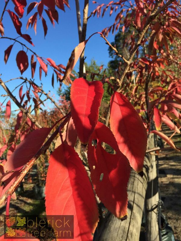 Prunus (Cherry) serrulata - 'Ukon' - Image 3