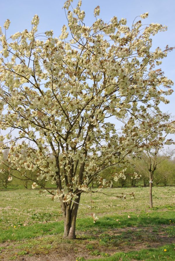 Prunus (Cherry) serrulata - 'Ukon' - Image 2