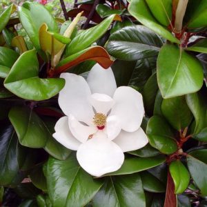 Magnolia grandiflora 'Teddy Bear'