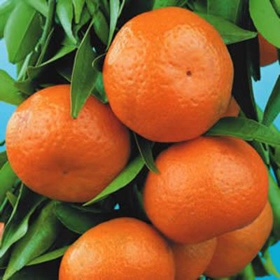 Mandarin - Emperor