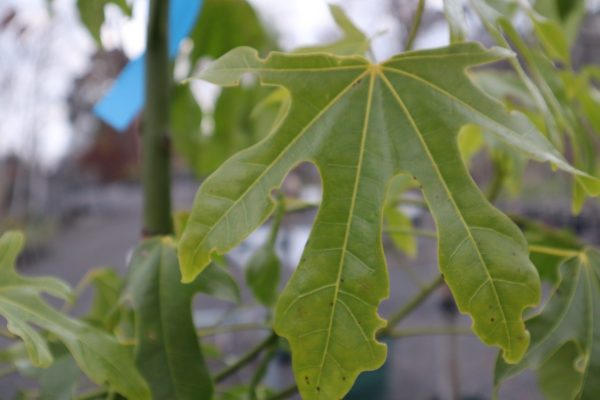 Brachychiton acerifolius - Illawarra Flame Tree - Image 2