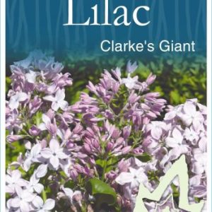 Syringa x hyacinthiflora 'Clarkes Giant' - Lavender-Blue Flowering Lilac