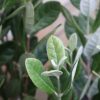 Acca sellowiana - Feijoa / Pineapple Guava - Image 2