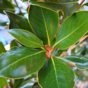 Magnolia grandiflora 'Little Gem'
