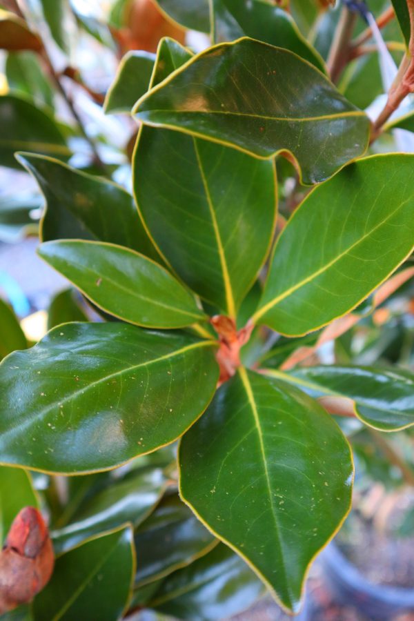 Magnolia grandiflora 'Little Gem'
