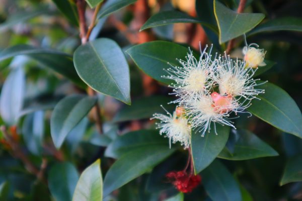 Syzygium australe 'Hinterland Gold' - Image 2