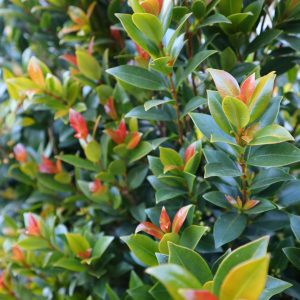 Syzygium australe 'Hinterland Gold'