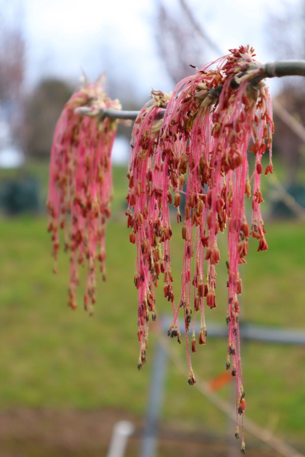 Acer negundo violaceum